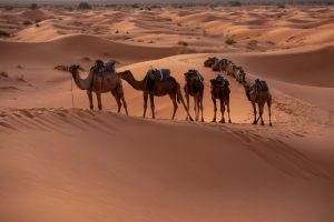 Don't-Miss 5-Day Dubai Trip Guide